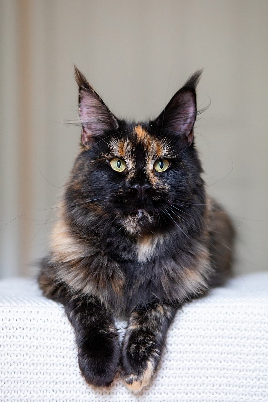 Tessa Monterini - Adult maine-coon 1 year 1 month