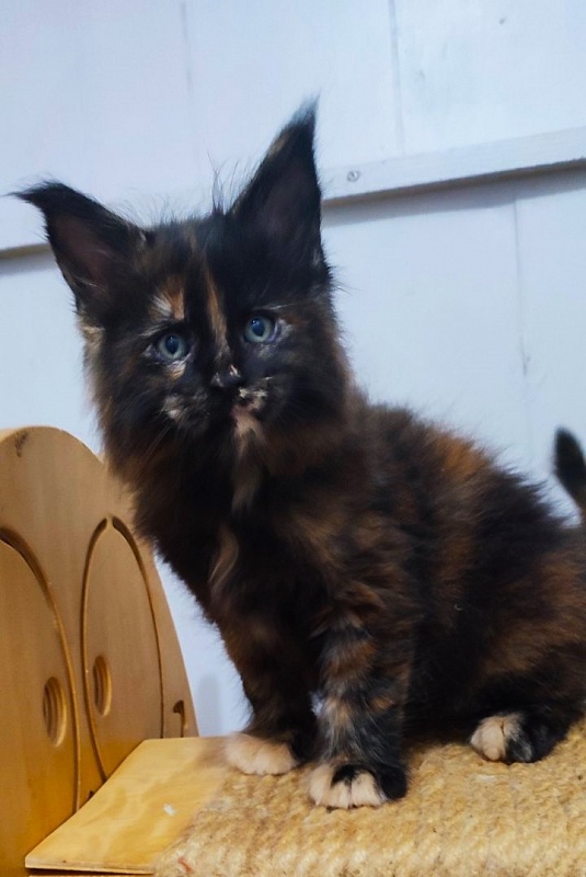 Tábula rása  Monterini - Кошеня мейн-кун 1 місяць 2,5 тижні