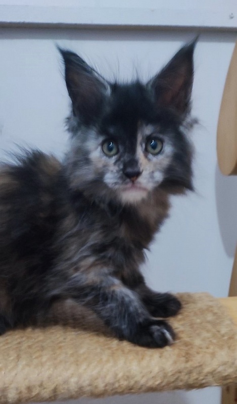 Tarantina Monterini - Kitten maine-coon 1 month 2.5 weeks
