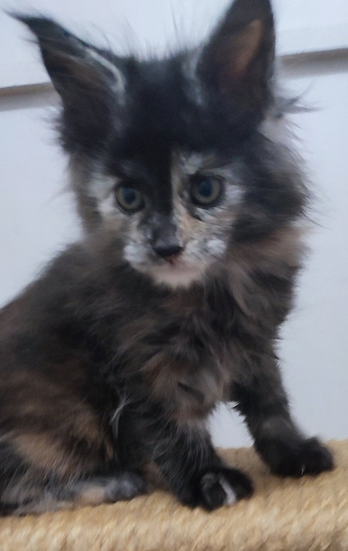 Tarantina Monterini - Kitten maine-coon 1 month 2.5 weeks