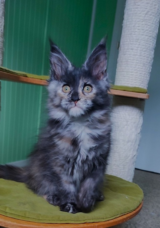 Tarantina Monterini - Kitten maine-coon 2 months 3 weeks