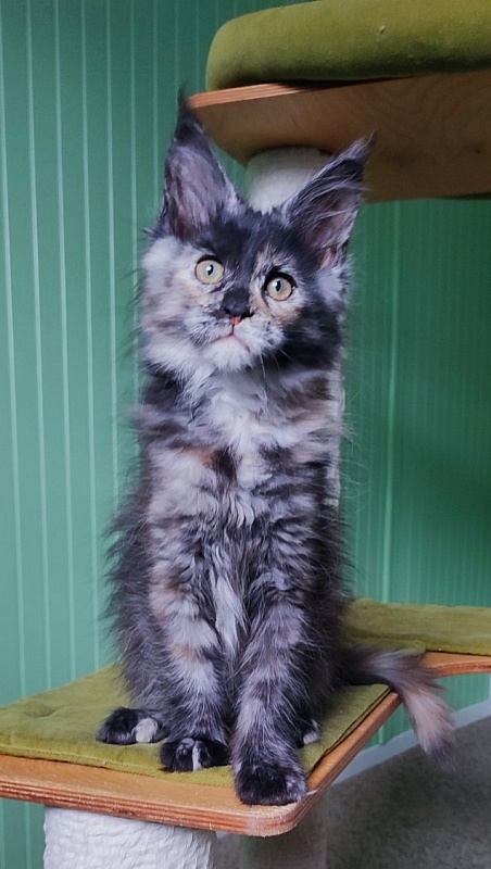 Tarantina Monterini - Kitten maine-coon 2 months 3 weeks