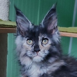 Tarantina Monterini