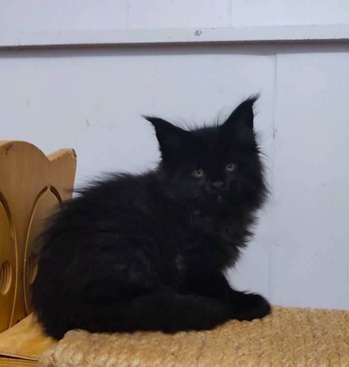Thor Monterini - Kitten maine-coon 1 month 2.5 weeks