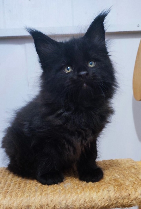 Thor Monterini - Kitten maine-coon 1 month 2.5 weeks