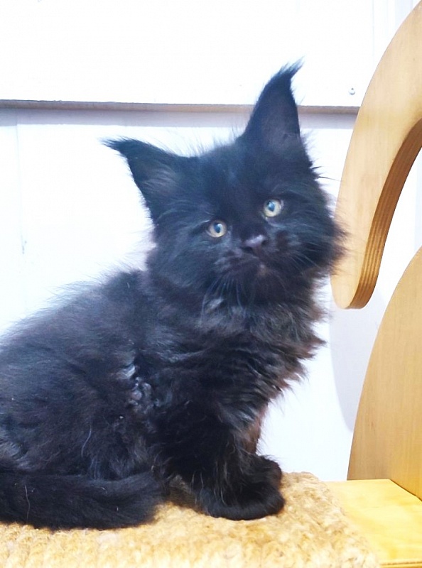 Thor Monterini - Kitten maine-coon 1 month 2.5 weeks