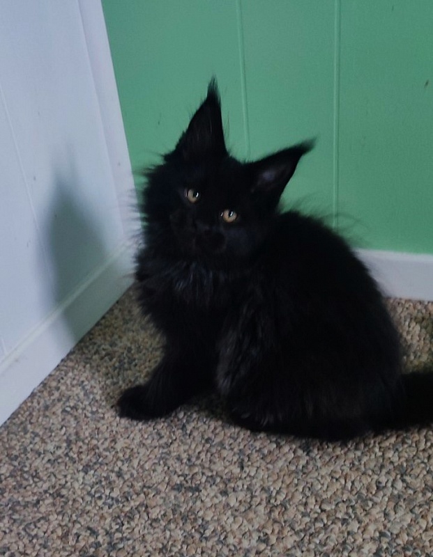 Thor Monterini - Kitten maine-coon 2 months 3 weeks