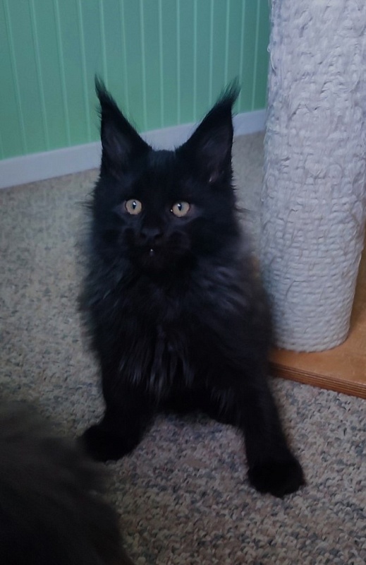 Thor Monterini - Kitten maine-coon 2 months 3 weeks
