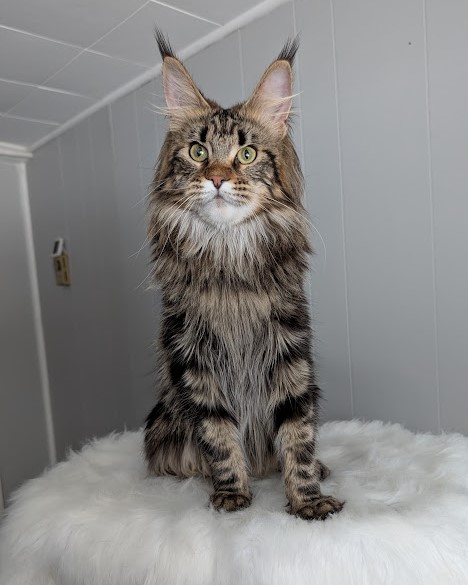 Umber Monterini - Adult maine-coon 1 year 3 weeks