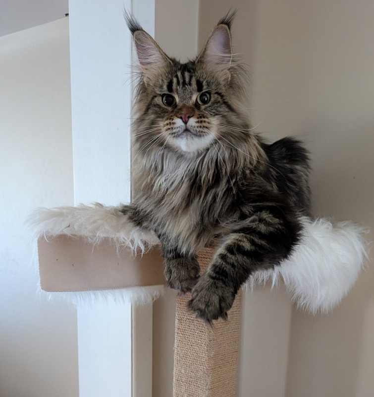Umber Monterini - Adult maine-coon 1 year 7 months 0.5 weeks