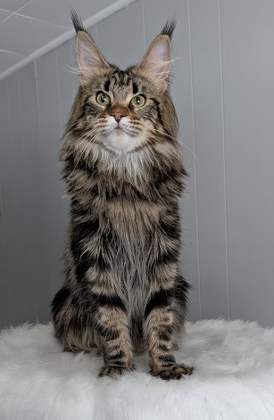 Umber Monterini - Adult maine-coon 1 year 3 weeks