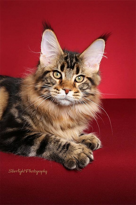 Mainesuspect Sheru of CascadeMtn - maine-coon