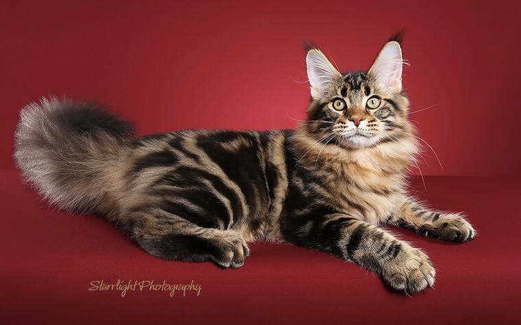 Mainesuspect Sheru of CascadeMtn - maine-coon