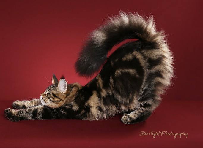 Mainesuspect Sheru of CascadeMtn - maine-coon