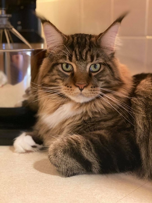 Chemicoons Leonard H Phd of LAPD - maine-coon