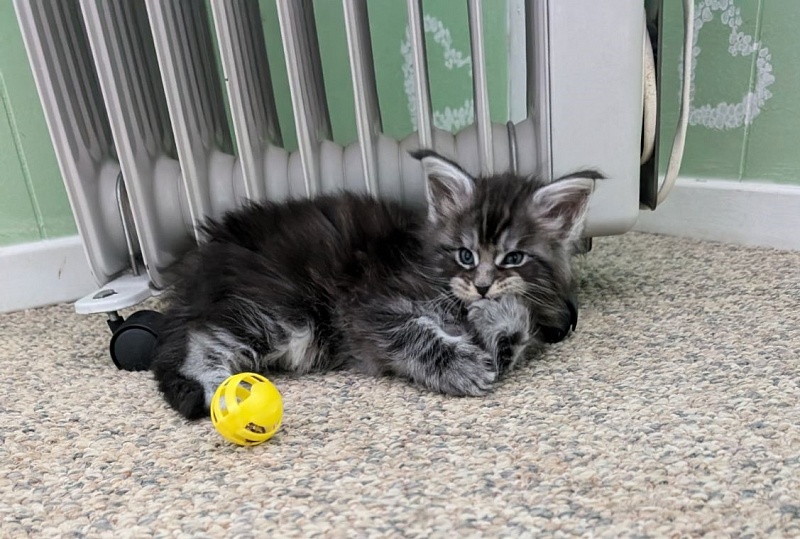 Vigo Monterini - Kitten maine-coon 1 month