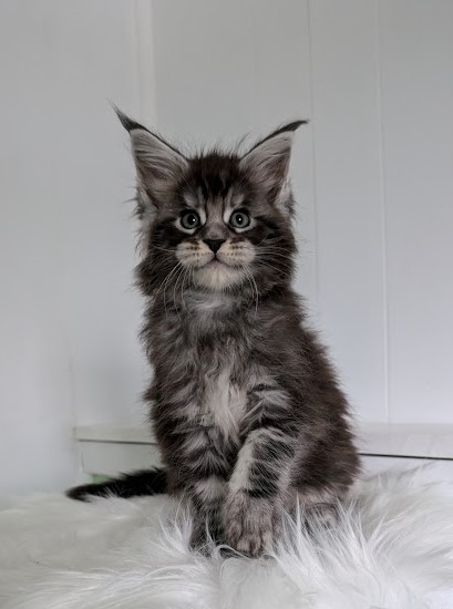 Vigo Monterini - Kitten maine-coon 1 month 2 weeks