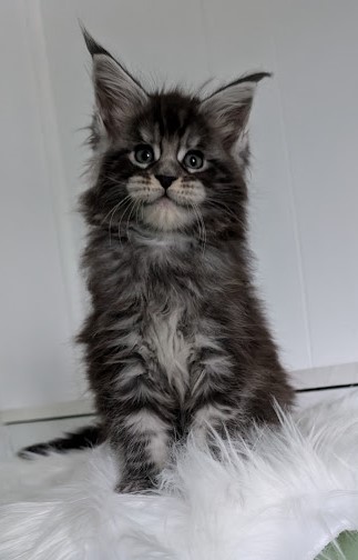 Vigo Monterini - Kitten maine-coon 1 month 2 weeks