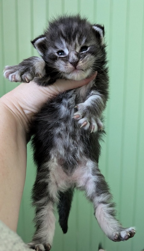 Vigo Monterini - Kitten maine-coon 1 week