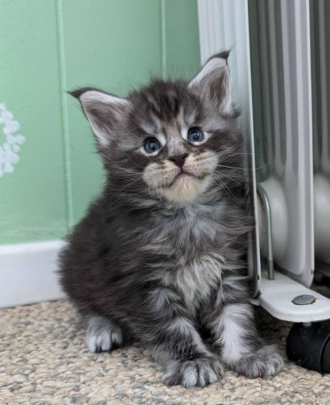 Vigo Monterini - Kitten maine-coon 3 weeks