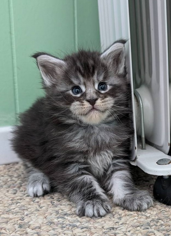 Vigo Monterini - Kitten maine-coon 3 weeks