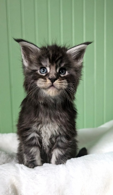 Vigo Monterini - Kitten maine-coon 1 month