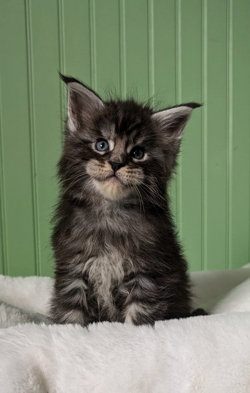 Vigo Monterini - Kitten maine-coon 1 month
