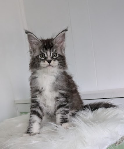 Vermeer Monterini - Kitten maine-coon 1 month 2 weeks