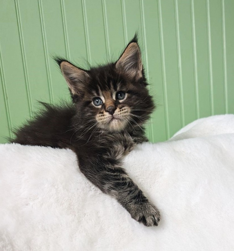 Van Helsing Monterini - Kitten maine-coon 1 month