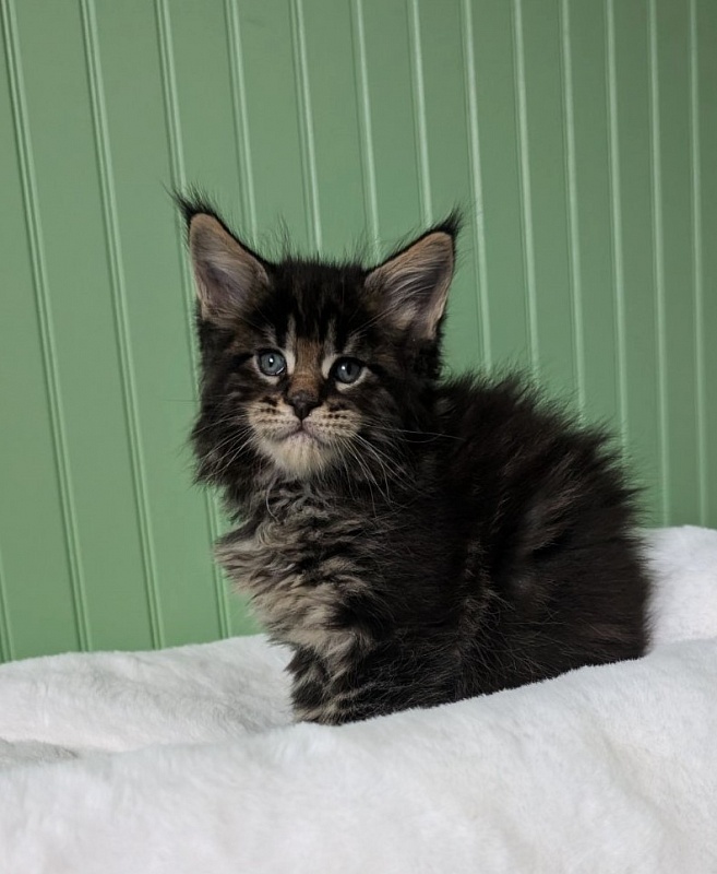 Van Helsing Monterini - Kitten maine-coon 1 month
