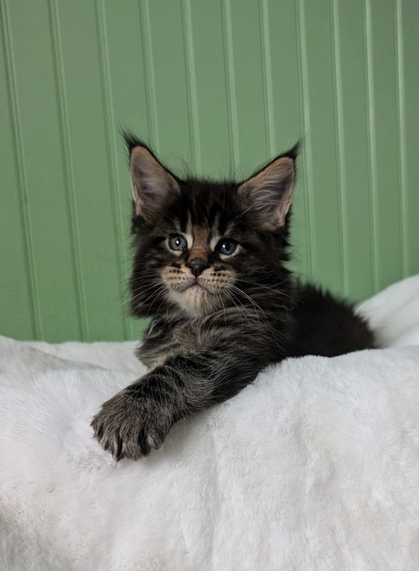 Van Helsing Monterini - Kitten maine-coon 1 month