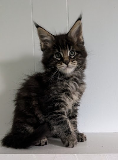 Van Helsing Monterini - Kitten maine-coon 1 month 2 weeks