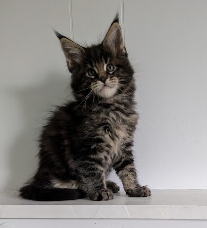 Van Helsing Monterini - Kitten maine-coon 1 month 2 weeks