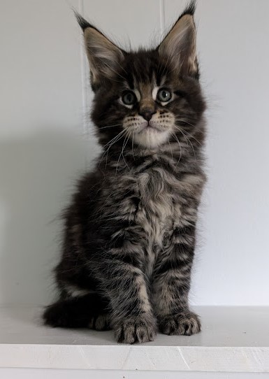 Van Helsing Monterini - Kitten maine-coon 1 month 2 weeks