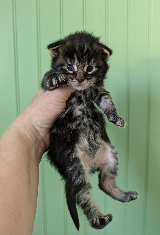 Van Helsing Monterini - Kitten maine-coon 1 week