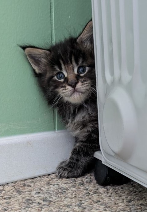 Van Helsing Monterini - Kitten maine-coon 3 weeks