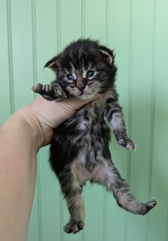 Van Helsing Monterini - Kitten maine-coon 1 week