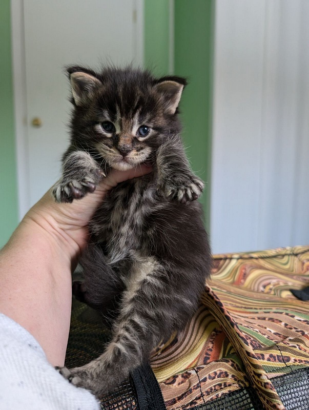 Van Helsing Monterini - Kitten maine-coon 2 weeks
