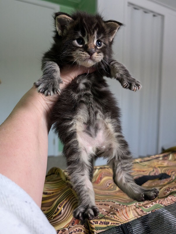 Van Helsing Monterini - Kitten maine-coon 2 weeks