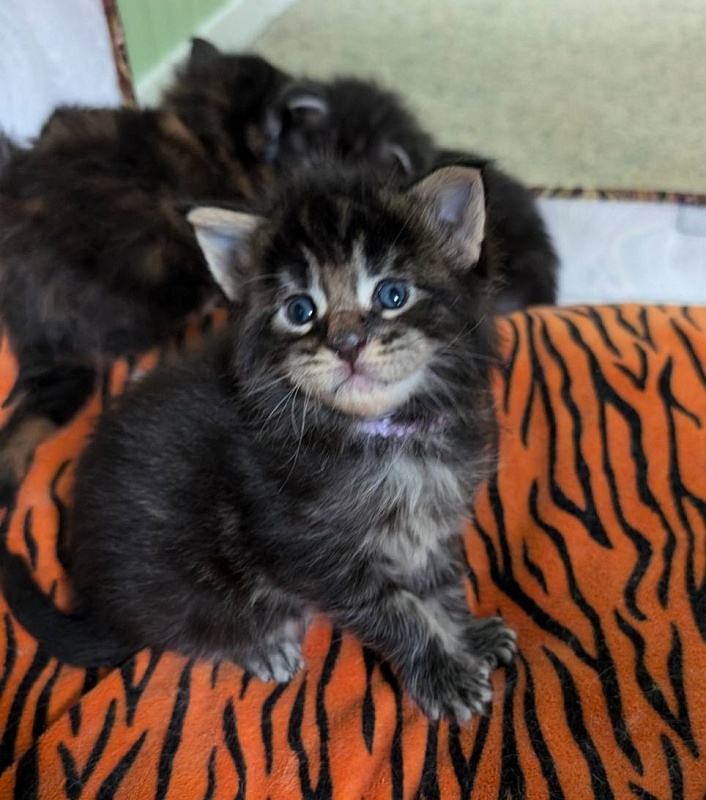 Van Helsing Monterini - Kitten maine-coon 2 weeks