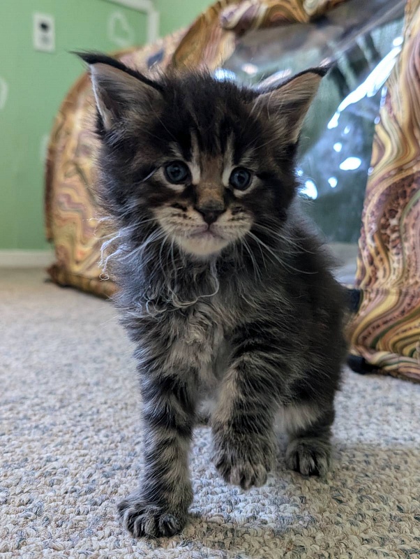 Van Helsing Monterini - Kitten maine-coon 3 weeks