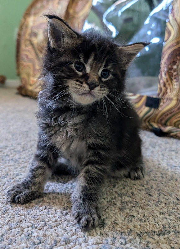 Van Helsing Monterini - Kitten maine-coon 3 weeks