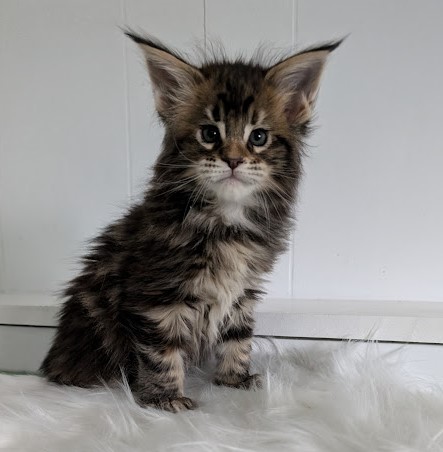 Wu-La-La Monterini - Кошеня мейн-кун 1 місяць 2 тижні