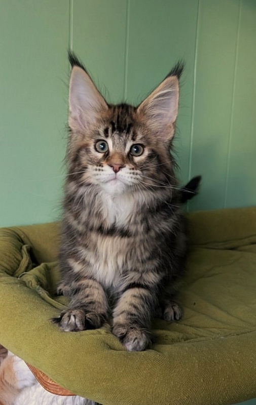 Wu-La-La Monterini - Кошеня мейн-кун 2 місяця 3,5 тижні