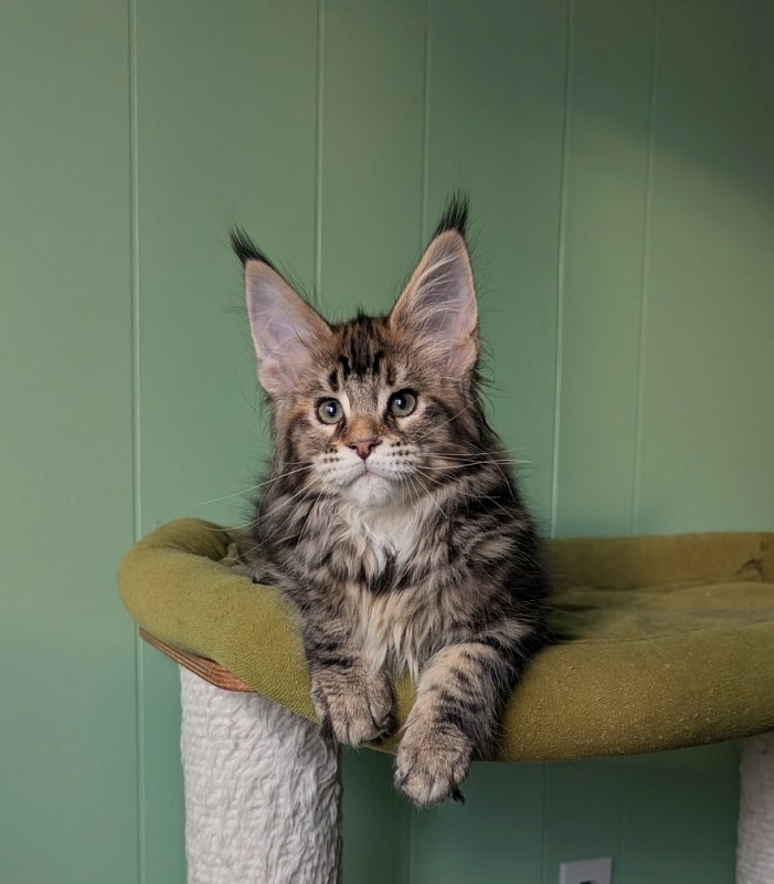Wu-La-La Monterini - Кошеня мейн-кун 2 місяця 3,5 тижні