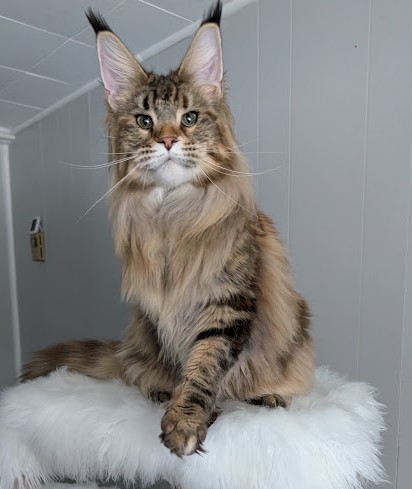 Wu-La-La Monterini - Adult maine-coon 11 months