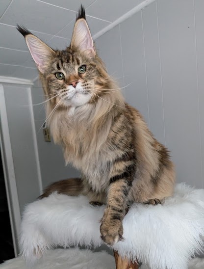 Wu-La-La Monterini - Adult maine-coon 11 months
