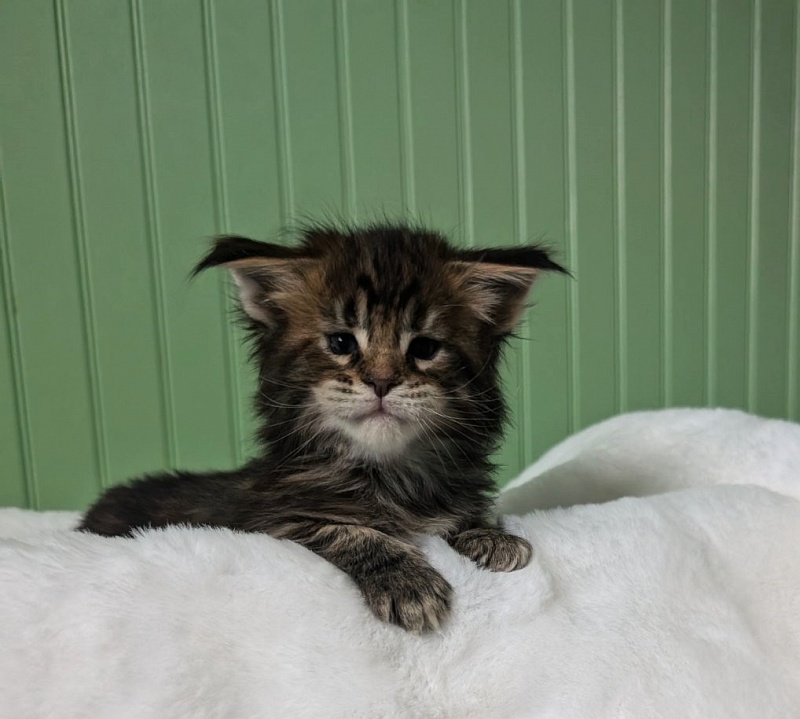 Wu-La-La Monterini - Кошеня мейн-кун 1 місяць