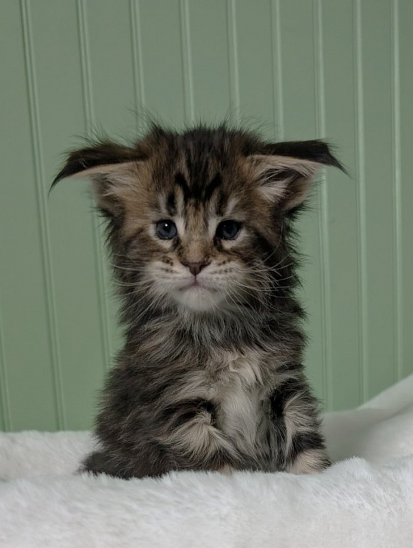 Wu-La-La Monterini - Кошеня мейн-кун 1 місяць