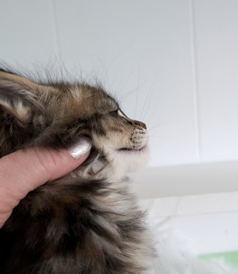 Wu-La-La Monterini - Кошеня мейн-кун 1 місяць 2 тижні